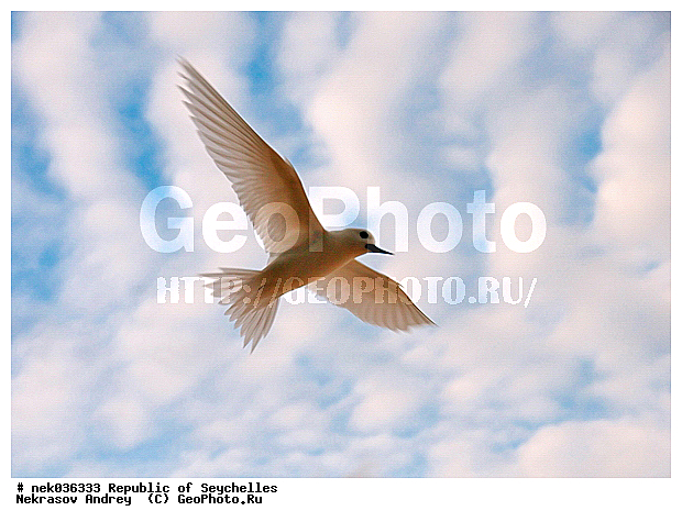 Aves, Linnaeus, ������, ��������, ��������� �����, �����������, �����, �����, �����������, ����������� �������, �����������, �����������, ������, ��������, ������������, �����������, �����������, ���������, ������ ������, �����, ����, ������, �����, ������, ���������, ���������, ���������, ������, ����������, ������������, ���������, ������, ������ �����, �������, ���������, ���������, ���������, �����, ������, �����, �������, ���������, ���������, ���������, �����������, �������, �����������, ������, ������, �������, �����������, �����������, �����������, �����������, ������ � �����, �����, �����������, ������, ������, ������, ������������, ��������, ��������, ��������, �����, �����, ��������, �����������, ������� �����, ������� �����, XYZ, ���������, Sternidae, ����� ������, Gygis alba