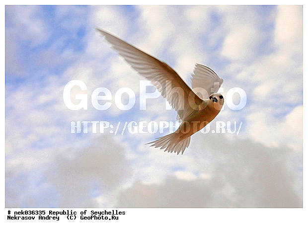 Aves, Linnaeus, ������, ��������, ��������� �����, �����������, �����, �����, �����������, ����������� �������, �����������, �����������, ������, ��������, ������������, �����������, �����������, ���������, ������ ������, �����, ����, ������, �����, ���������, ���������, ���������, ������, ����������, ������������, ���������, ������, ������ �����, �������, ���������, ���������, ���������, �����, ������, �������, ���������, ���������, ���������, �����������, �������, �����������, ������, ������, �������, �����������, �����������, �����������, �����������, ������ � �����, �����, �����������, ������, ������, ������������, ��������, ��������, ��������, �����, �����, ��������, �����������, ������� �����, ������� �����, XYZ, ���������, Sternidae, ����� ������, Gygis alba