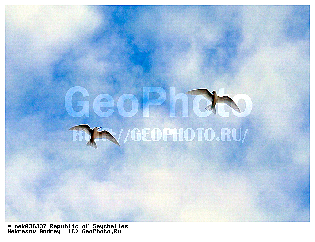 Aves, Linnaeus, ������, ��������, ��������� �����, �����������, �����, �����, �����������, ����������� �������, �����������, �����������, ������, ��������, ������������, �����������, �����������, ������, ���������, ���, ����, ������ ������, �����, ����, ������, �����, ���������, ���������, ���������, ������, ����������, ������������, ���������, ������, ������ �����, �������, ���������, ���������, ���������, �����, ������, ����, �������, ���������, ���������, ���������, �����������, �������, �����������, ���������, ������, ������, �������, �����������, �����������, �����������, �����������, ������ � �����, �����, �����������, ������, ������, ������������, ��������, ��������, ��������, �����, �����, ��������, �����������, ������� �����, ������� �����, XYZ, ���������, Sternidae, ����� ������, Gygis alba