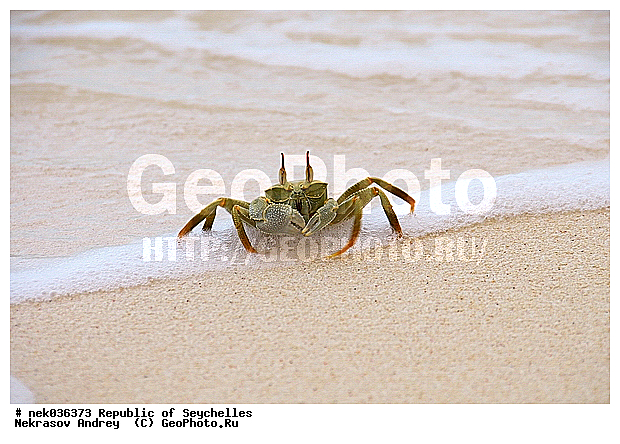 Brachyura, Brachyura Linnaeus, Pleocyemata, ������, ������ ����, ����������� ������������, ��������, ��������� �����, ����, �����, ������������, �����������, ����������� �������, �����������, �����������, ������, �������������, �����������, �����������, �����, ��������� �����, ����, ���������, �������, ������ ������, �����, ����������, ����������, ����������, �������, ���������, ���������, ���������, ����, �������, �������, �������, ������, ����������, ������, �����, ������������, ������������, ������������, ���������, ������, ������ �����, �������, ���������, ���������, ���������, �����, ������, ������, ������, ������, �������� ������, �����, ����, ���������, �������, ���������, ���������, ���������, �����������, ��������, ��������������, �������, �������, �������, ����, �������, �����������, ������, ������, ��������, ��������, �������, �����������, �����������, �����������, ����������� ���, �����������, ������ � �����, �����, �����, �����������, ������, ������, ������������, ��������, ����� ����, �����������, �����������, ���������, �����������