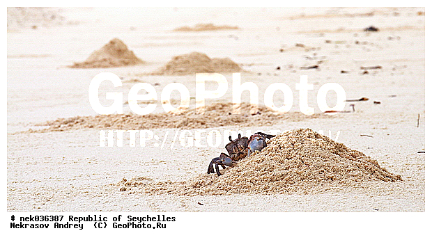 Brachyura, Brachyura Linnaeus, Pleocyemata, ������, ������ ����, ����������� ������������, ��������, ��������� �����, ����, �����, ����� �� ������ �������� ����, ������������, �����������, ����������� �������, �����������, �����������, ������, �������������, �����������, �����������, ����, ���������, ������ ������, �����, ������, ���������, ���������, ���������, �������, ����, ������, ����������, ������������, ���������, ������, ������ �����, �������, ���������, ���������, ���������, �����, ������, �����, �����, �������� �����, �������� ����, ����, �����, ����� ����, �������, ���������, ���������, ���������, �����������, �������, �����������, ������, ������, �������, �����������, �����������, �����������, �����������, ������ � �����, �����, �����������, ������, ������, ������������, ��������