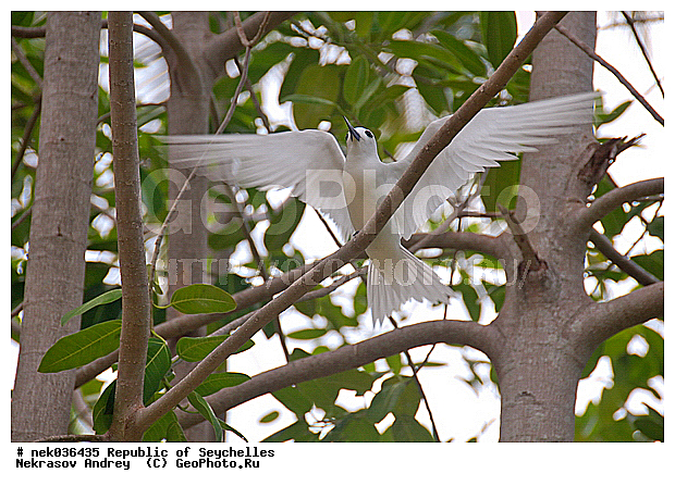Aves, Linnaeus, ������, ��������, ��������� �����, �����������, �����, �����, �����������, ����������� �������, �����������, �����������, ������, ��������, ������������, �����������, �����������, ���������, �������, ������ ������, �����, ����, ������, �����, ���������, ���������, ���������, ������, ����������, ������������, ���������, ������, ������ �����, �������, ���������, ���������, ���������, �����, ������, ������, ������, ������, �������, ���������, ���������, ���������, �����������, ��������, ��������������, �������, �����������, ������, ������, �������, �����������, �����������, �����������, ����������� ���, �����������, ������ � �����, �����, �����, �����������, ������, ������, ������������, ��������, ��������, ��������, �����, �����, ��������, �����������, ������� �����, ������� �����, XYZ, ���������, Sternidae, ����� ������, Gygis alba