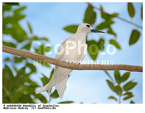 Aves, Linnaeus, ������, ��������, ��������� �����, �����������, �����, �����, �����������, ����������� �������, �����������, �����������, ������, ��������, ������������, �����������, �����������, ���������, ������ ������, �����, ����, ������, �����, ���������, ���������, ���������, ������, ����������, ������������, ���������, ������, ������ �����, �������, ���������, ���������, ���������, �����, ������, �������, ���������, ���������, ���������, �����������, �������, �����������, ������, ������, �������, �����������, �����������, �����������, �����������, ������ � �����, �����, �����������, ������, ������, ������������, ��������, ��������, ��������, �����, �����, ��������, �����������, ������� �����, ������� �����, XYZ, ���������, Sternidae, ����� ������, Gygis alba