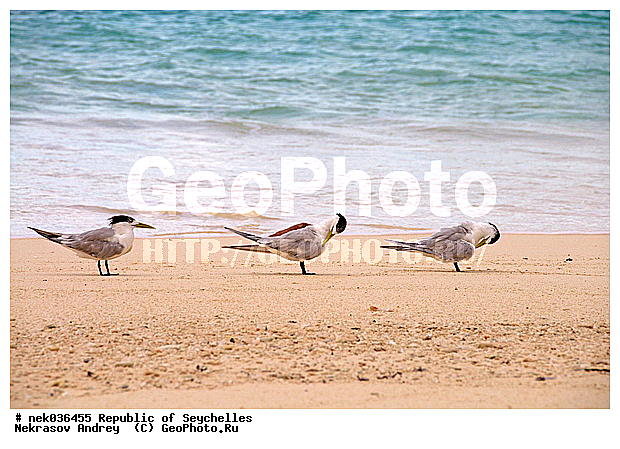 Aves, Linnaeus, ������, ��������, ��������� �����, ����� �� ������ �������� ����, �����������, �����, �����, �����������, ����������� �������, �����������, �����������, ������, ��������, ������������, �����������, �����������, �����, ��������� �����, ����, ���������, �������, ������ ������, �����, ����, ������, �����, ������, ���������, ���������, ���������, �������, ����, ������, ����������, ������, �����, ������������, ���������, ������, ������ �����, �������, ���������, ���������, ���������, �����, ������, ������, ������, ������, �������� ������, �����, �����, �������� �����, �������� ����, ����, �����, ����� ����, �������, ���������, ���������, ���������, �����������, ��������, ��������������, �������, �����������, ������, ������, �������, �����������, �����������, �����������, ����������� ���, �����������, ������ � �����, �����, �����, �����������, ������, ������, ������������, ��������