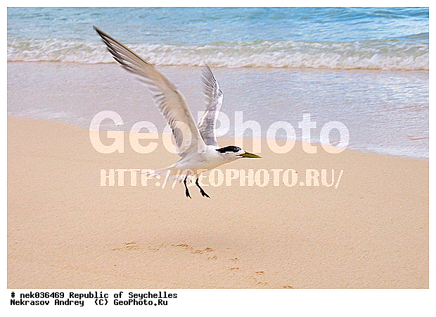 Aves, Linnaeus, ������, ��������, ��������� �����, ����� �� ������ �������� ����, �����������, �����, �����, �����������, ����������� �������, �����������, �����������, ������, ��������, ������������, �����������, �����������, �����, ��������� �����, ����, ���������, �������, ������ ������, �����, ����, ������, �����, ������, ���������, ���������, ���������, �������, ����, ������, ����������, ������, �����, ������������, ���������, ������, ������ �����, �������, ���������, ���������, ���������, �����, ������, ������, ������, ������, �������� ������, �����, �����, �������� �����, �������� ����, ����, �����, ����� ����, �������, ���������, ���������, ���������, �����������, ��������, ��������������, �������, �����������, ������, ������, �������, �����������, �����������, �����������, ����������� ���, �����������, ������ � �����, �����, �����, �����������, ������, ������, ������������, ��������