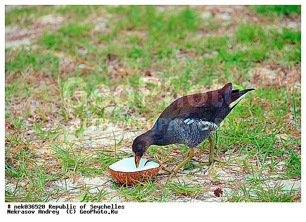 Aves, Linnaeus, ������, ��������, ��������� �����, �����������, �����, �����, �����������, ����������� �������, �����������, �����������, ������, ��������, ������������, �����������, �����������, ���������, ������ ������, �����, ����, ������, �����, ���������, ���������, ���������, ������, ����������, ������������, ���������, ������, ������ �����, �������, ���������, ���������, ���������, �����, ������, �������, ���������, ���������, ���������, �����������, �������, �����������, ������, ������, �������, �����������, �����������, �����������, �����������, ������ � �����, �����, �����������, ������, ������, ������������, ��������, ��������, ��������, �����, �����, ��������, �����������, XYZ, �����������, Rallidae, ���������, �������� �������, ������� �������, �������� �������, Gallinula chloropus