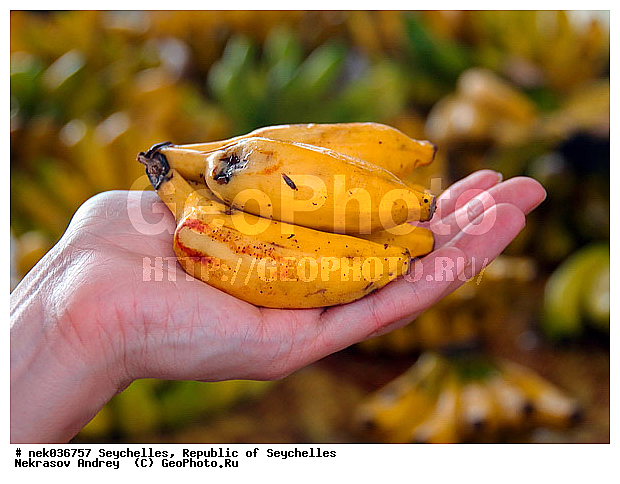 Musaceae, M�sa, paradisiaca, �����, ���������, ������, �������������, ��������� �����, ���, �����������, ���������������, ��������, ����������� �������, ������, ���������, ������ ������, ������, ������, ������ ���, �����, ����, �������, �����������, �������, �������, ������, ������, ������ � �����, �����