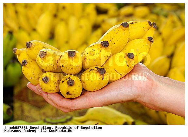 Musaceae, M�sa, paradisiaca, ������, �����, ���������, ������, �������������, ��������� �����, �����������, ���������������, ��������, �����������, ����������� �������, �����������, �����������, ������, �����������, �����������, ���������, ������ ������, �����, ���������, ���������, ���������, ������, ����������, ������������, ���������, ������, ������ ���, �������, ���������, ���������, ���������, �����, ������, ����, �������, ���������, ���������, ���������, �����������, �������, �������, �����������, ������, ������, �������, �����������, �����������, ����������� �����, �����������, ����������� ����, �����������, ������ � �����, �����, �����, �����������, ������, ������, ������������, ��������, ������ ��������, �����, ���������� ��������, ������� ��������, ������� ��������, �������������������� ��������, ���������� ��������, ������������, ������������, ������, �����, XYZ, ���������, Musaceae, ����� �������, �����, Musa x paradisiaca, Musa acuminata x Musa balbisiana