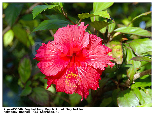 Gossypium, Hibiscus, Malvaceae, ������, ��������, ���������, ����������, ��������� �����, ���������, �������������, ���������������, ��������, ���������, �����������, ����������� �������, �����������, �����������, ����������� �����, ����������� ������, ������, �����������, �����������, ���������, ���������, ������ ������, �����, ���������, ���������, ���������, ������, ����������, ������������, ���������, ������, ������ ���, �������, ���������, ���������, ���������, �����, ������, �������, ���������, ���������, ���������, �����������, ��������, ��������, �������, �����������, ������, ������, �������, �����������, �����������, �����������, �����������, ������ � �����, �����, ������, �����, �����������, ������, ������, ������������, ��������