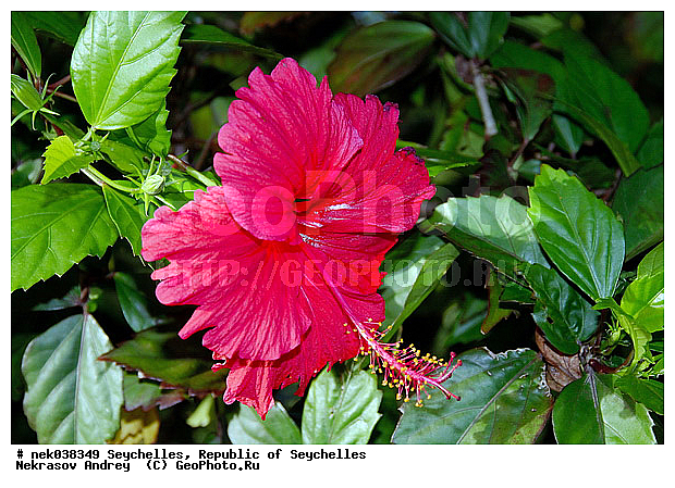 Hibiscus, Malvaceae, ������, ��������, ���������, ��������� �����, �����������, ����������� �������, �����������, �����������, ����������� �����, ����������� ������, ������, �����������, �����������, ���������, ������ ������, �����, ���������, ���������, ���������, ������, ����������, ������������, ���������, ������, ������ ���, �������, ���������, ���������, ���������, �����, ������, �������, ���������, ���������, ���������, �����������, �������, �����������, ������, ������, �������, �����������, �����������, �����������, �����������, ������ � �����, �����, �����������, ������, ������, ������������, ��������