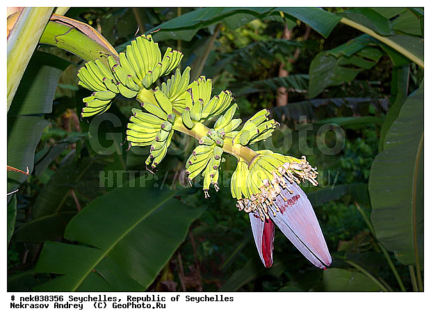 Musaceae, M�sa, paradisiaca, ������, �����, ���������, ������, �������������, ��������� �����, �����������, ���������������, ��������, �����������, ����������� �������, �����������, �����������, ����������� �����, ����������� ������, ������, �����������, �����������, ���������, ������ ������, �����, ���������, ���������, ���������, ������, ����������, ������������, ���������, ������, ������ ���, �������, ���������, ���������, ���������, �����, ������, ����, �������, ���������, ���������, ���������, �����������, �������, �������, �����������, ������, ������, �������, �����������, �����������, ����������� �����, �����������, ����������� ����, �����������, ������ � �����, �����, �����, �����������, ������, ������, ������������, ��������, ������ ��������, �����, ���������� ��������, ������� ��������, ������� ��������, �������������������� ��������, ���������� ��������, ������������, ������������, ������, �����, XYZ, ���������, Musaceae, ����� �������, �����, Musa x paradisiaca, Musa acuminata x Musa balbisiana