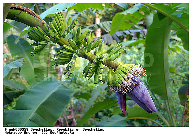 Musaceae, M�sa, paradisiaca, ������, �����, ���������, ������, �������������, ��������� �����, �����������, ���������������, ��������, �����������, ����������� �������, �����������, �����������, ����������� �����, ����������� ������, ������, �����������, �����������, ���������, ������ ������, �����, ���������, ���������, ���������, ������, ����������, ������������, ���������, ������, ������ ���, �������, ���������, ���������, ���������, �����, ������, ����, �������, ���������, ���������, ���������, �����������, �������, �������, �����������, ������, ������, �������, �����������, �����������, ����������� �����, �����������, ����������� ����, �����������, ������ � �����, �����, �����, �����������, ������, ������, ������������, ��������, ������ ��������, �����, ���������� ��������, ������� ��������, ������� ��������, �������������������� ��������, ���������� ��������, ������������, ������������, ������, �����, XYZ, ���������, Musaceae, ����� �������, �����, Musa x paradisiaca, Musa acuminata x Musa balbisiana