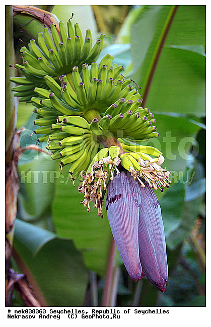 Musaceae, M�sa, paradisiaca, ������, �����, ���������, ������, �������������, ��������� �����, �����������, ���������������, ��������, �����������, ����������� �������, �����������, �����������, ����������� �����, ����������� ������, ������, �����������, �����������, ���������, ������ ������, �����, ���������, ���������, ���������, ������, ����������, ������������, ���������, ������, ������ ���, �������, ���������, ���������, ���������, �����, ������, ����, �������, ���������, ���������, ���������, �����������, �������, �������, �����������, ������, ������, �������, �����������, �����������, ����������� �����, �����������, ����������� ����, �����������, ������ � �����, �����, �����, �����������, ������, ������, ������������, ��������, ������ ��������, �����, ���������� ��������, ������� ��������, ������� ��������, �������������������� ��������, ���������� ��������, ������������, ������������, ������, �����, XYZ, ���������, Musaceae, ����� �������, �����, Musa x paradisiaca, Musa acuminata x Musa balbisiana