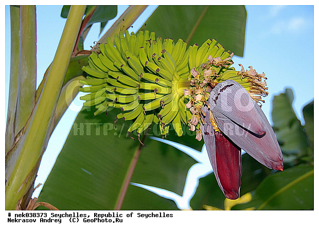 Musaceae, M�sa, paradisiaca, ������, �����, ���������, ������, �������������, ��������� �����, �����������, ���������������, ��������, �����������, ����������� �������, �����������, �����������, ����������� �����, ����������� ������, ������, �����������, �����������, ���������, ������ ������, �����, ���������, ���������, ���������, ������, ����������, ������������, ���������, ������, ������ ���, �������, ���������, ���������, ���������, �����, ������, ����, �������, ���������, ���������, ���������, �����������, �������, �������, �����������, ������, ������, �������, �����������, �����������, ����������� �����, �����������, ����������� ����, �����������, ������ � �����, �����, �����, �����������, ������, ������, ������������, ��������, ������ ��������, �����, ���������� ��������, ������� ��������, ������� ��������, �������������������� ��������, ���������� ��������, ������������, ������������, ������, �����, XYZ, ���������, Musaceae, ����� �������, �����, Musa x paradisiaca, Musa acuminata x Musa balbisiana