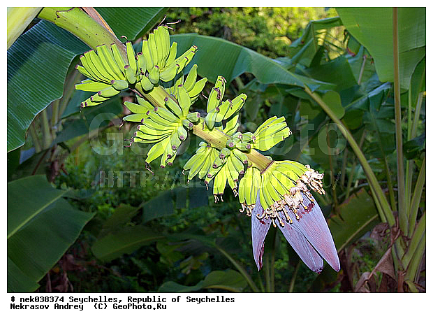 Musaceae, M�sa, paradisiaca, ������, �����, ���������, ������, �������������, ��������� �����, �����������, ���������������, ��������, �����������, ����������� �������, �����������, �����������, ����������� �����, ����������� ������, ������, �����������, �����������, ���������, ������ ������, �����, ���������, ���������, ���������, ������, ����������, ������������, ���������, ������, ������ ���, �������, ���������, ���������, ���������, �����, ������, ����, �������, ���������, ���������, ���������, �����������, �������, �������, �����������, ������, ������, �������, �����������, �����������, ����������� �����, �����������, ����������� ����, �����������, ������ � �����, �����, �����, �����������, ������, ������, ������������, ��������, ������ ��������, �����, ���������� ��������, ������� ��������, ������� ��������, �������������������� ��������, ���������� ��������, ������������, ������������, ������, �����, XYZ, ���������, Musaceae, ����� �������, �����, Musa x paradisiaca, Musa acuminata x Musa balbisiana