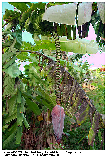 Musaceae, M�sa, paradisiaca, ������, �����, ���������, ������, �������������, ��������� �����, ���, �����������, ���������������, ��������, �����������, ����������� �������, �����������, �����������, ������, �����������, �����������, ���������, ������ ������, �����, ���������, ���������, ���������, ������, ����������, ������������, ���������, ������, ������ ���, �������, ���������, ���������, ���������, �����, ������, ����, �������, ���������, ���������, ���������, �����������, �������, �������, �����������, ������, ������, �������, �����������, �����������, ����������� �����, �����������, ����������� ����, �����������, ������ � �����, �����, �����, �����������, ������, ������, ������������, ��������, ������ ��������, �����, ���������� ��������, ������� ��������, ������� ��������, �������������������� ��������, ���������� ��������, ������������, ������������, ������, �����, XYZ, ���������, Musaceae, ����� �������, �����, Musa x paradisiaca, Musa acuminata x Musa balbisiana