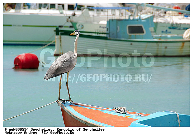 Aves, Linnaeus, ������, ��������, ��������, ��������� �����, �����������, �����, �����, �����������, ����������� �������, �����������, �����������, ������, ��������, ������������, �����������, �����������, ���������, �����, ������ ������, �����, ����� ������, ����, ������, �����, ���������, ���������, ���������, ������, ����������, ������������, ���������, ������, ������ ���, �������, ���������, ���������, ���������, �����, ������, ���� ��������, �������, ���������, ���������, ���������, �����������, �������, �����������, �������, ������� ��������, ������, ������, �������, �����������, �����������, �����������, �����������, ������ � �����, �����, �����, �����, �����������, ������, ������, ������������, ��������, ��������, ��������, �����, �����, ��������, �����������, XYZ, ��������, Ardeidae, ����� �����, Ardea cinerea, ��������, ��������, �����, �����, ��������, �����������, XYZ, ��������, Ardeidae, ����� �����, Ardea cinerea