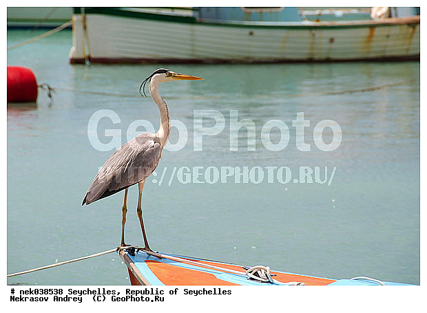 Aves, Linnaeus, ������, ��������, ��������, ��������� �����, �����������, �����, �����, �����������, ����������� �������, �����������, �����������, ������, ��������, ������������, �����������, �����������, ���������, �����, ������ ������, �����, ����� ������, ����, ������, �����, ���������, ���������, ���������, ������, ����������, ������������, ���������, ������, ������ ���, �������, ���������, ���������, ���������, �����, ������, ���� ��������, �������, ���������, ���������, ���������, �����������, �������, �����������, �������, ������� ��������, ������, ������, �������, �����������, �����������, �����������, �����������, ������ � �����, �����, �����, �����, �����������, ������, ������, ������������, ��������, ��������, ��������, �����, �����, ��������, �����������, XYZ, ��������, Ardeidae, ����� �����, Ardea cinerea, ��������, ��������, �����, �����, ��������, �����������, XYZ, ��������, Ardeidae, ����� �����, Ardea cinerea