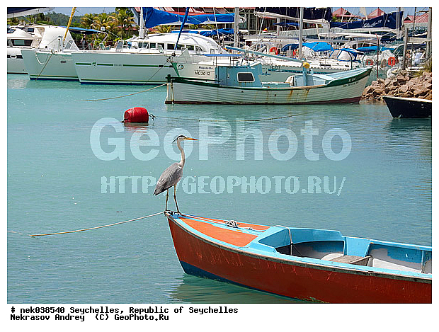Aves, Linnaeus, ������, ��������, ��������, ��������� �����, ���, �����������, �����, �����, �����������, ����������� �������, �����������, �����������, ������, ��������, ������������, �����������, �����������, ���������, �����, ������ ������, �����, ����� ������, ����, ������, �����, ���������, ���������, ���������, ������, ����������, ������������, ���������, ������, ������ ���, �������, ���������, ���������, ���������, �����, ������, ���� ��������, �������, ���������, ���������, ���������, �����������, �������, �����������, �������, ������� ��������, ������, ������, �������, �����������, �����������, �����������, �����������, ������ � �����, �����, �����, �����, �����������, ������, ������, ������������, ��������, ��������, ��������, �����, �����, ��������, �����������, XYZ, ��������, Ardeidae, ����� �����, Ardea cinerea