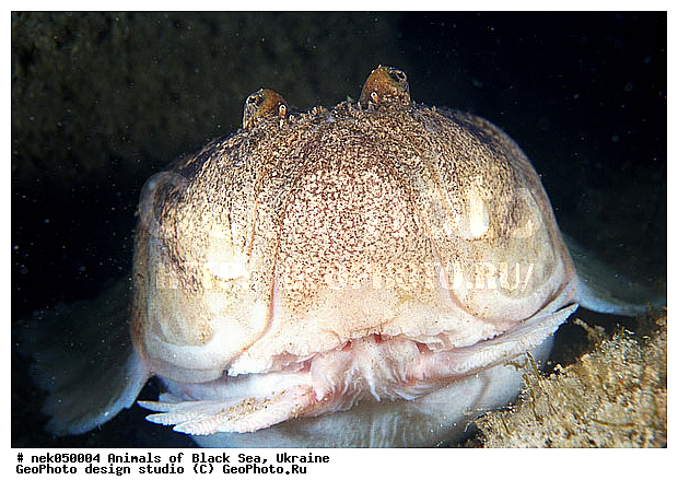 ��������� ���, �������, ������� ����, ������ ����, ������, ������ ����, �����������, ������, ��������, �, ���, ����, ������, ������, ������, �����, ������, �������, ������, �������, ���, ����� �������, ��������, ��������, ����� ����, ����, ����, ����, �������, ������� �����, �������, �������, ��, ���������, ��������� ����, ���������, �����, ����������, ���������� ��� ����, ���, ���������, ��������� ����������, ���������, ���������, ���������, ��������� ����������, ���������, ��������� �����, ��� �����, ����������, ����, ����, ������������, ������������, ������������