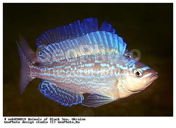 ��������� ���, �������, ������� ����, ������ ����, ������, ������ ����, �����������, ������, ��������, �, ������, ���, ������, ����, ������, ������, ������, �����, ������, �������, ������, �������, ���, ����, ���, ����� �������, ��������, ��������, ����� ����, ����, ����, ����, �������, ������� �����, �������, �������, ��, ���������, ��������� ����, ���������, �����, ����, ����������, ���������� ��� ����, ���, ���������, ��������� ����������, ���������, ���������, ���������, ��������� ����������, ���������, ��������� �����, ��� �����, ����������, ����, ����, ������������, ������������, ������������