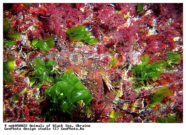 ��������� ���, �������, ������� ����, ������ ����, ������, ������ ����, �����������, ������, ��������, �, ���, ����, ������, ������, ������, �����, ������, �������, ������, �������, ���, ����� �������, ��������, ��������, ����� ����, ����, ����, ����, �������, ������� �����, �������, �������, ��, ���������, ��������� ����, ���������, �����, ����������, ���������� ��� ����, ���, ���������, ��������� ����������, ���������, ���������, ���������, ��������� ����������, ���������, ��������� �����, ��� �����, ����������, ������������, ������������, ������������