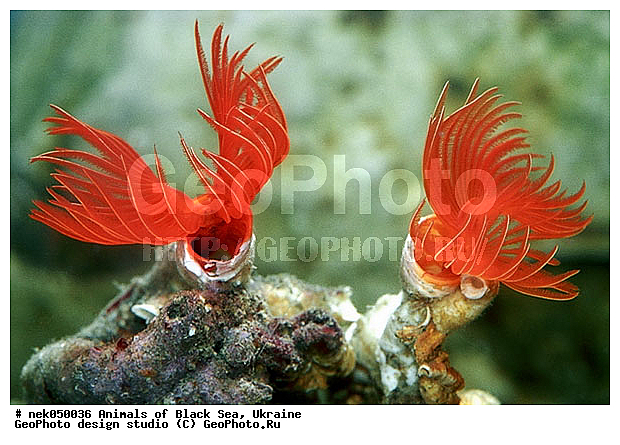 ��������� ���, �������, ������� ����, ������ ����, ������, ������ ����, �����������, ������, ��������, �, ������, ���, ������, ����, ������, ������, ������, �����, ������, �������, ������, �������, ���, ����, ���, ����� �������, ��������, ��������, ����� ����, ����, ����, �����, �����������, �����, ��������, ����, �������, ������� �����, �������, �������, ��, ���������, ��������� ����, ���������, �����, ����, ����������, ���������� ��� ����, ���, ���������, ��������� �����������, ��������� ����������, ���������, ���������, ���������, ��������� ����������, ���������, ��������� �����, ��� �����, ����������, ������������, ������������, ������������, ���, ����, ����