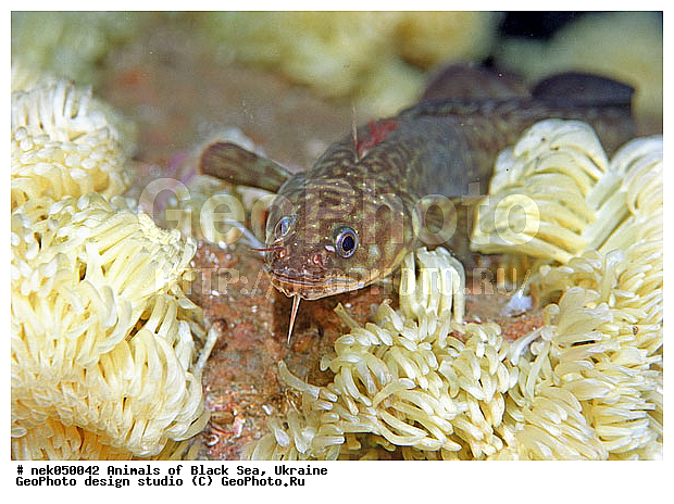 ��������� ���, �������, ������� ����, ������ ����, ������, ������ ����, �����������, ������, ��������, �, ���, ����, ������, ������, ������, �����, ������, �������, ������, �������, ���, ����� �������, ��������, ��������, ����� ����, ����, ����, ����, �������, ������� �����, �������, �������, ��, ���������, ��������� ����, ���������, �����, ����������, ���������� ��� ����, ���, ���������, ��������� ����������, ���������, ���������, ���������, ��������� ����������, ���������, ��������� �����, ��� �����, ����������, ����, ����, ������������, ������������, ������������