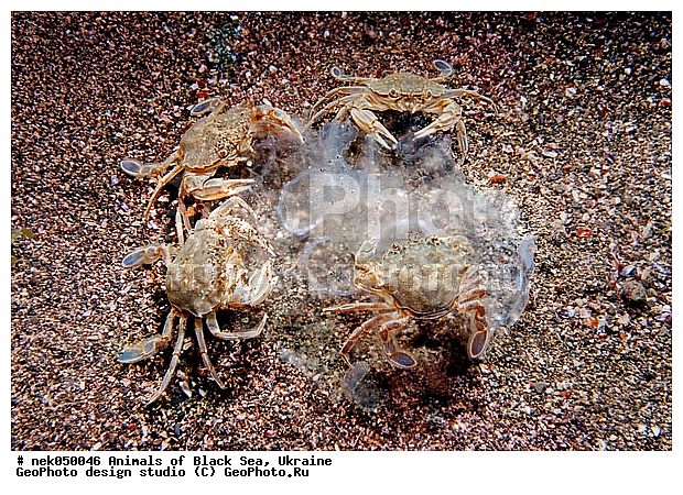 Brachyura, Brachyura Linnaeus, Pleocyemata, ������ ����, ����������� ������������, ��������, ��������� ���, ������������, �������, ������� ����, ������ ����, ������, ������ ����, �������������, �����������, ������, ��������, �, ���, ����, ������, ������, �����, ������, �������, ������, �������, ���, ����� �������, ��������, ��������, ����� ����, ����, ����, ����, �������, ������� �����, �������, �������, ��, ���������, ��������� ����, ���������, �����, ����������, ���������� ��� ����, ���, ���������, ��������� ����������, ���������, ���������, ���������, ��������� ����������, ���������, ��������� �����, ��� �����, ��������, ����������, ������������, ������������, ������������