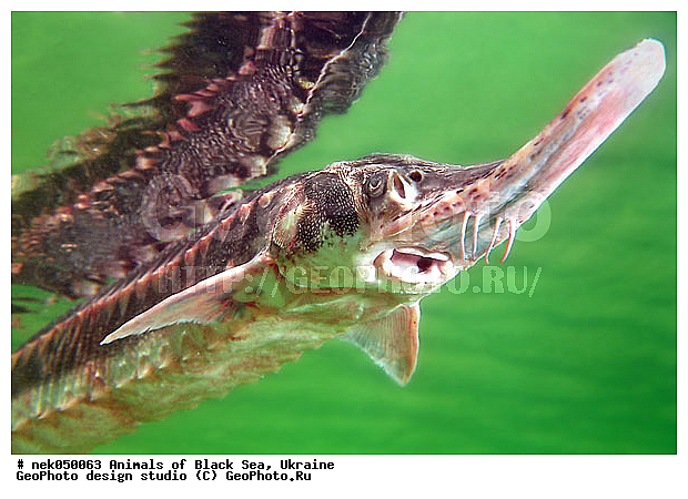 Acipenser stellatus illyricus Brusina 1902 Dalmatia, Yugoslavia; Zadar, ��������� ���, �������, ������� ����, ������ ����, ������, ������ ����, �����������, ������, ��������, �, ���, ����, ������, ������, ������, �����, ������, �������, ������, �������, ���, ����� �������, ��������, ��������, ����� ����, ����, ����, ����, �������, ������� �����, �������, �������, ��, ���������, ��������� ����, ���������, �����, ���������, ����������, ���������� ��� ����, ���, ���������, ��������� ����������, ���������, ���������, ���������, ��������� ����������, ���������, ��������� �����, ��� �����, ����������, ����, ����, ������������, ������������, ������������