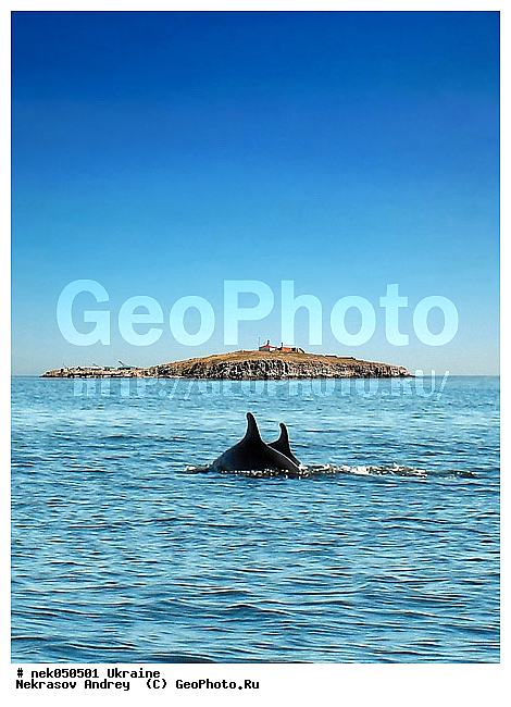 , Tursiops, truncatus, �������, �������� �������, ������, �������, ������ ����, �������, �������, ���������, �������, ��������, ������ ������, ��������, ��������, �������������, ����, ������, ������, ������ ������, ������ �����, ������ �������, �����, �������, �����������, ������, ������, ����� �������, ������ � �����