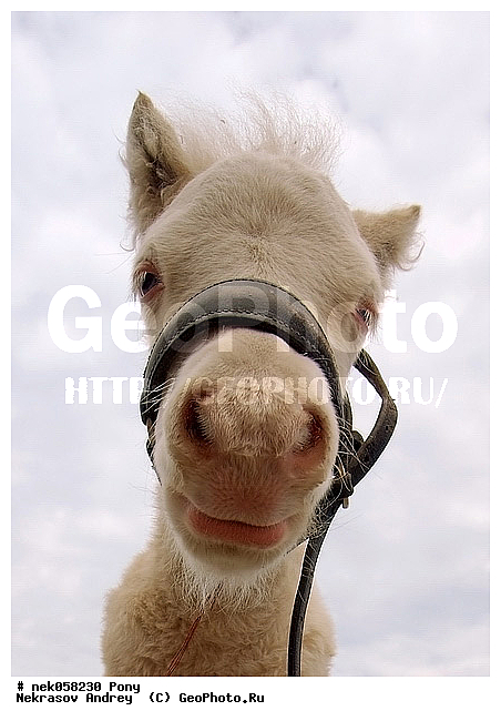 Equidae, Equus, Linnaeus, pony, ��������, ������, ���������, �������, �������������, ���������������, ������, ������������, �����������, ��������, ���������, ��������, ����, ����, ��������, �������, ������, ����������� ������, ����, ���� ��������, ����