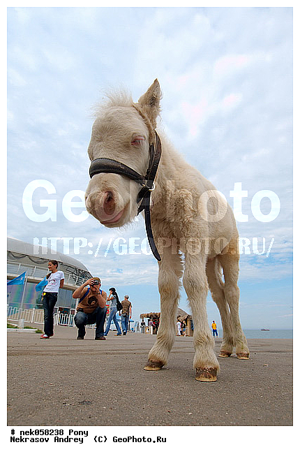 Equidae, Equus, Linnaeus, pony, ��������, ������, ���������, �������, �������������, ���������������, ������, ������������, �����������, ��������, ���������, ��������, ����, ����, ��������, �������, ������, ����������� ������, ����, ���� ��������, ����