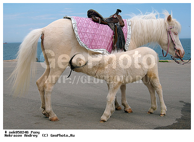 Equidae, Equus, Linnaeus, pony, ��������, ������, ���������, �������, �������������, ���������������, ������, ������������, �����������, ��������, ���������, ��������, ����, ����, ��������, �������, ������, ����������� ������, ����, ���� ��������, ����