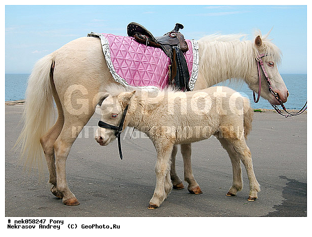 Equidae, Equus, Linnaeus, pony, ��������, ������, ���������, �������, �������������, ���������������, ������, ������������, �����������, ��������, ���������, ��������, ����, ����, ��������, �������, ������, ����������� ������, ����, ���� ��������, ����