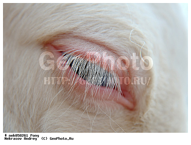 Equidae, Equus, Linnaeus, pony, ��������, ������, ���������, �������, �������������, ���������������, ������, ������������, �����������, ��������, ���������, ��������, ����, ����, ��������, �������, ������, ����������� ������, ����, ���� ��������, ����