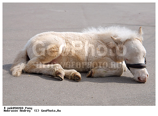 Equidae, Equus, Linnaeus, pony, ��������, ������, ���������, �������, �������������, ���������������, ������, ������������, �����������, ��������, ���������, ��������, ����, ����, ��������, �������, ������, ����������� ������, ����, ���� ��������, ����