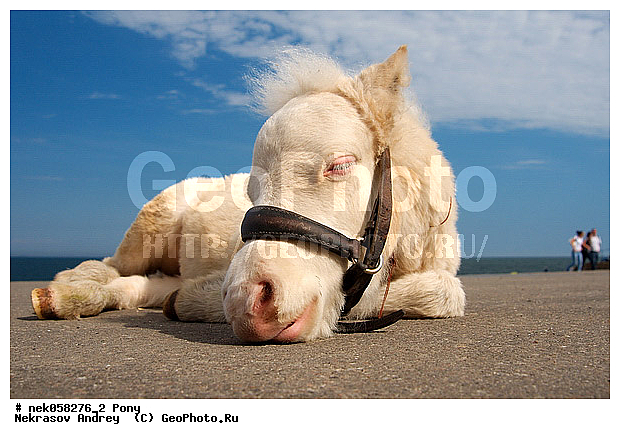 Equidae, Equus, Linnaeus, pony, ��������, ������, ���������, �������, �������������, ���������������, ������, ������������, �����������, ��������, ���������, ��������, ����, ����, ��������, �������, ������, ����������� ������, ����, ���� ��������, ����
