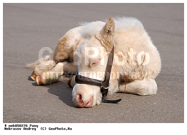 Equidae, Equus, Linnaeus, pony, ��������, ������, ���������, �������, �������������, ���������������, ������, ������������, �����������, ��������, ���������, ��������, ����, ����, ��������, �������, ������, ����������� ������, ����, ���� ��������, ����