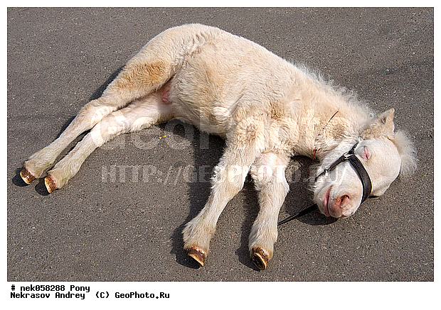 Equidae, Equus, Linnaeus, pony, ��������, ������, ���������, �������, �������������, ���������������, ������, ������������, �����������, ��������, ���������, ��������, ����, ����, ��������, �������, ������, ����������� ������, ����, ���� ��������, ����