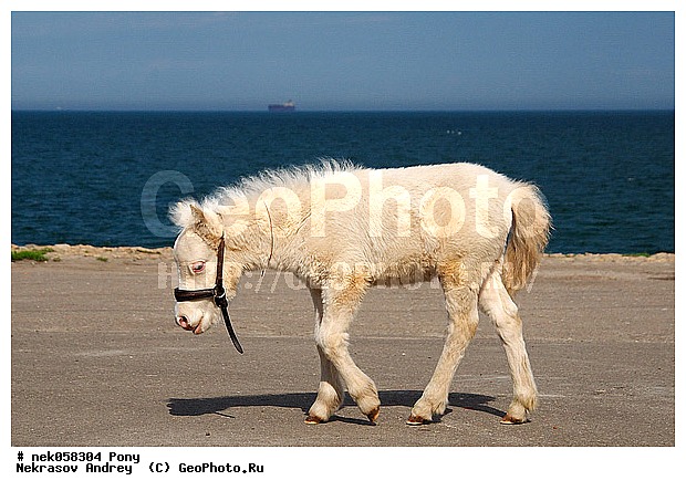 Equidae, Equus, Linnaeus, pony, ��������, ������, ���������, �������, �������������, ���������������, ������, ������������, �����������, ��������, ���������, ��������, ����, ����, ��������, �������, ������, ����������� ������, ����, ���� ��������, ����