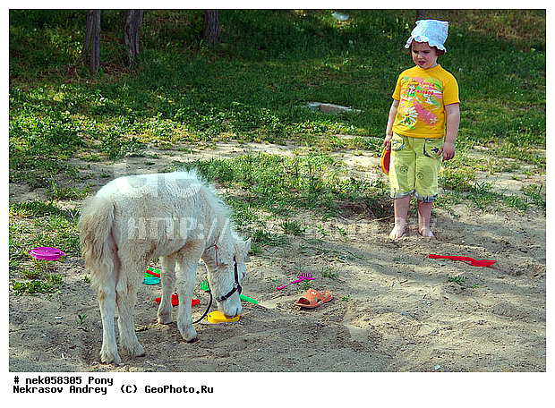 Equidae, Equus, Linnaeus, pony, ��������, ������, ���������, �������, �������������, ���������������, ������, ������������, �����������, ��������, �������, ������� � ����, ����, ���, ���������, ��������, ����, ����, ��������, �������, ������, ����������� ������, ����, �������