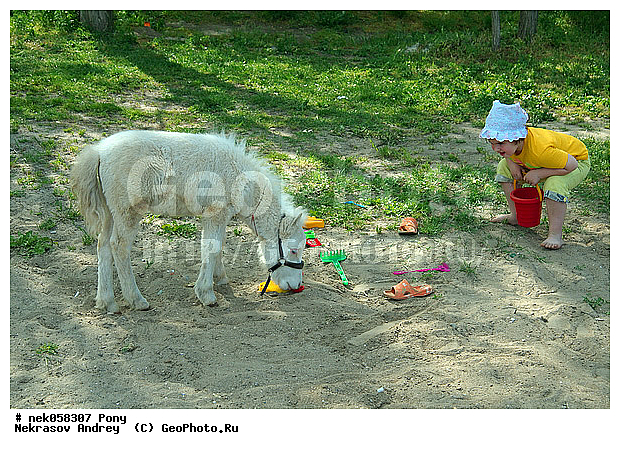 Equidae, Equus, Linnaeus, pony, ��������, ������, ���������, �������, �������������, ���������������, ������, ������������, �����������, ��������, �������, ������� � ����, ���������, ��������, ����, ����, ��������, �������, ������, ����������� ������, ����, �������