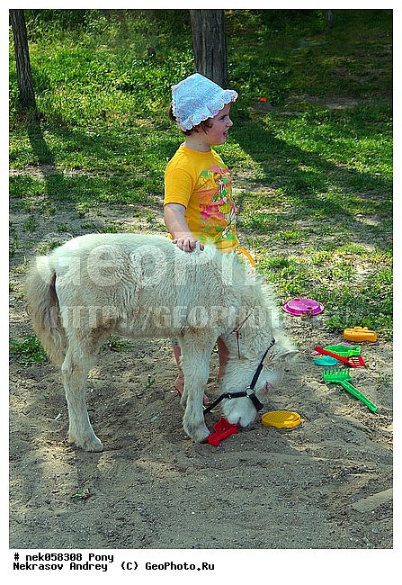 Equidae, Equus, Linnaeus, pony, ��������, ������, ���������, �������, �������������, ���������������, ������, ������������, �����������, ��������, �������, ������� � ����, ����, ���, ���������, ��������, ����, ����, ��������, �������, ������, ����������� ������, ����, �������