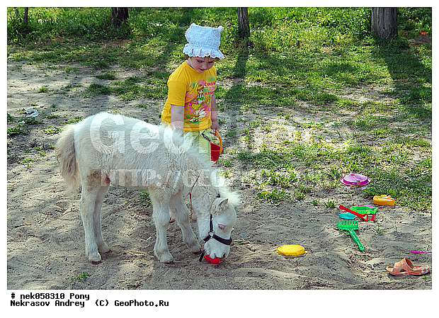 Equidae, Equus, Linnaeus, pony, ��������, ������, ���������, �������, �������������, ���������������, ������, ������������, �����������, ��������, �������, ������� � ����, ����, ���, ���������, ��������, ����, ����, ��������, �������, ������, ����������� ������, ����, ���� ��������, ����, �������