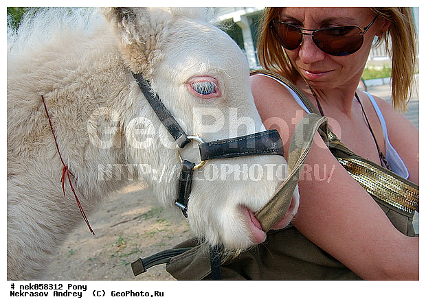 Equidae, Equus, Linnaeus, pony, ��������, ������, ���������, �������, �������������, ���������������, ������, ������������, �����������, ��������, ���������, ��������, ����, ����, ��������, �������, ������, ���� � ��������, ����������� ������, ����, ���� ��������, ����