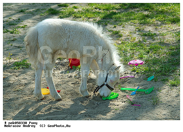 Equidae, Equus, Linnaeus, pony, ��������, ������, ���������, �������, �������������, ���������������, ������, ������������, �����������, ��������, ���������, ��������, ����, ����, ��������, �������, ������, ����������� ������, ����, ���� ��������, ����