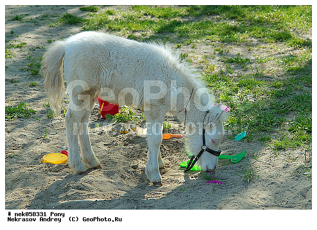 Equidae, Equus, Linnaeus, pony, ��������, ������, ���������, �������, �������������, ���������������, ������, ������������, �����������, ��������, ���������, ��������, ����, ����, ��������, �������, ������, ����������� ������, ����, ���� ��������, ����