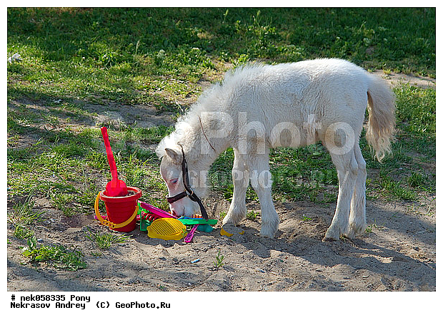 Equidae, Equus, Linnaeus, pony, ��������, ������, ���������, �������, �������������, ���������������, ������, ������������, �����������, ��������, ���������, ��������, ����, ����, ��������, �������, ������, ����������� ������, ����, ���� ��������, ����