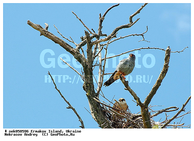 �����, ��������� ������, ��������� ����������, �������, �������, ������� � ��������, ��������, ����������, ������, ������ �������, ��������, ������, ����������� �����, �����